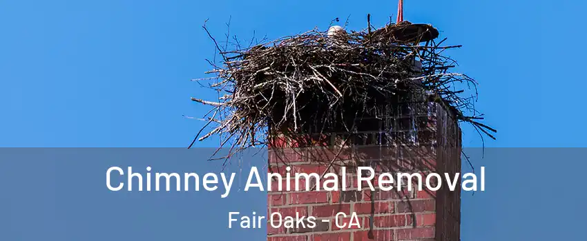 Chimney Animal Removal Fair Oaks - CA