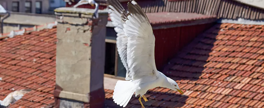 Residential Chimney Animal Removal Solution in Fair Oaks, CA
